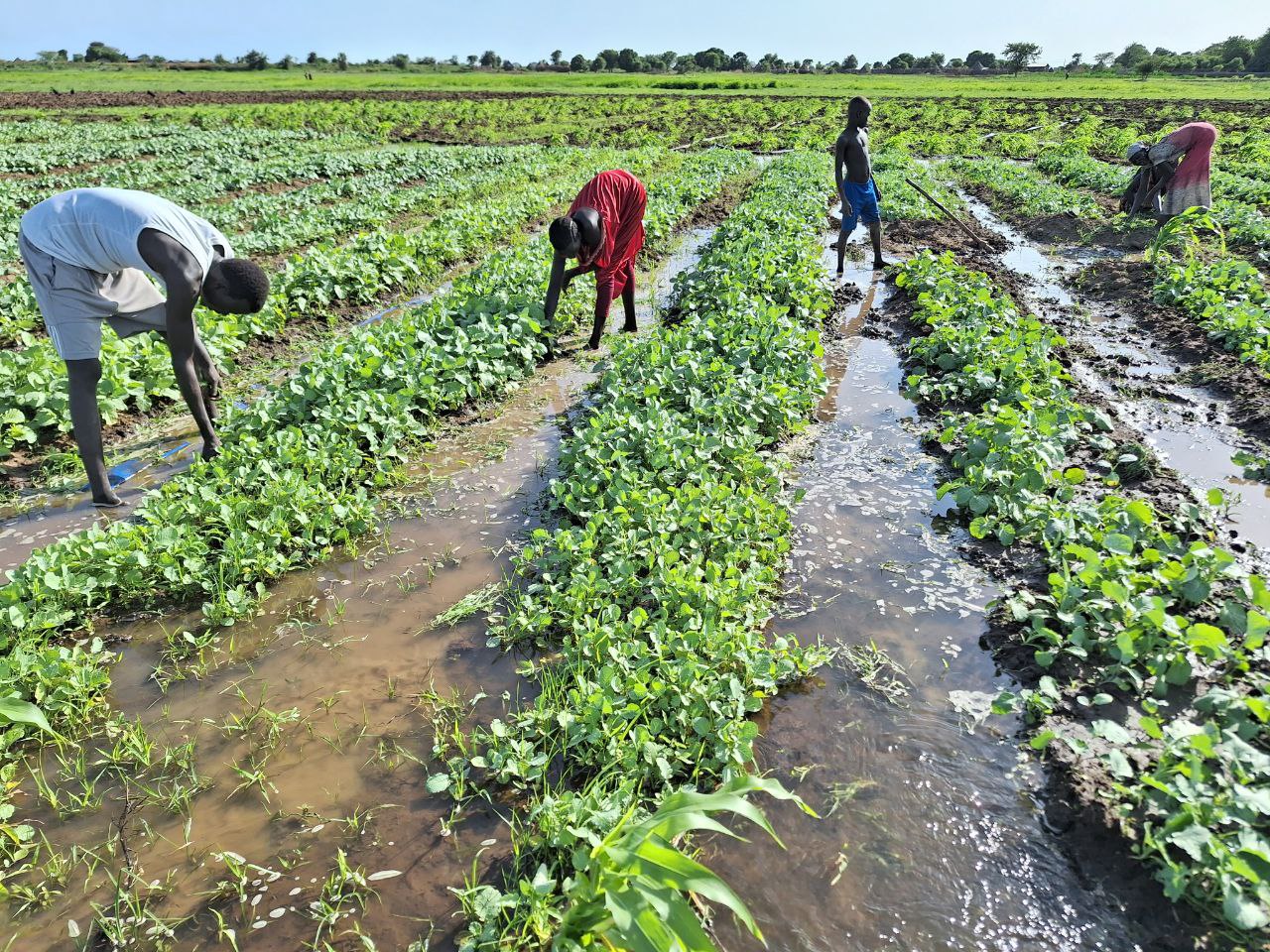 photo 2025 07 15 23 52 45